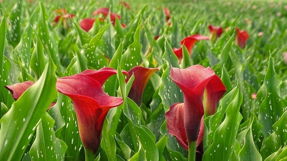 calla-1923943_960_720|marguerite-1507550_960_720|gerbera-611568_960_720